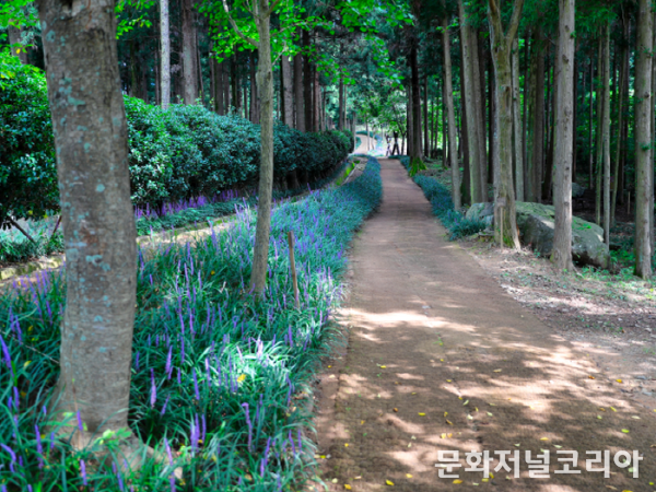 정남진 편백숲 우드랜드, ‘맥문동’으로 수놓아진 산책로