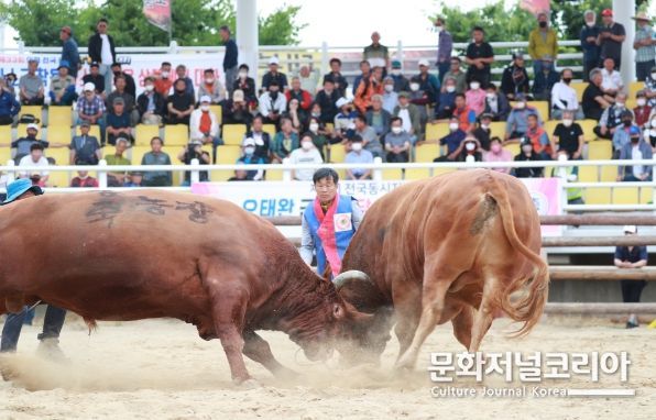 의령 소 힘겨루기 대회...역대급 '소문난 잔치'로 폐막